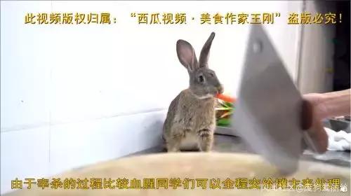 前有娃娃鱼后有冷吃兔,为何中国厨师炫技就是残忍? 前有娃娃鱼后有冷吃兔,为何中国厨师炫技就是残忍?